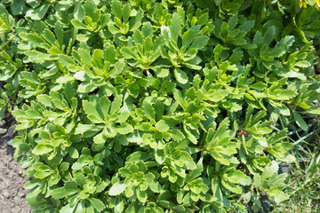 Fresh bright green leaves of Sedum kamtschaticum