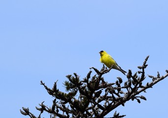 American Goldfinch on top of a pine tree, blue sky background