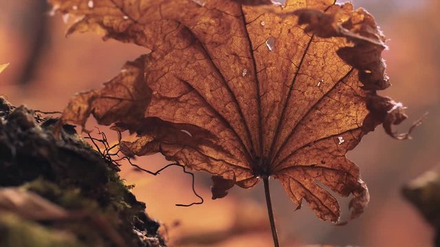 木漏れ日の森 紅葉 １３１ 晩秋のもみじ かえで