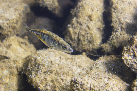 Freshwater fish Three spined stickleback (Gasterosteus aculeatus) in the beautiful clean pound. Underwater shot in the lake. Wild life animal. Nature habitat with nice background. River habitat.