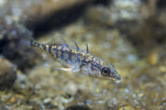 Freshwater fish Three spined stickleback (Gasterosteus aculeatus) in the beautiful clean pound. Underwater shot in the lake. Wild life animal. Nature habitat with nice background. River habitat.