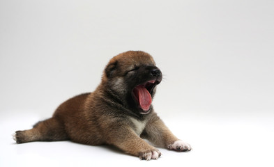 Close-up of a Newborn Shiba Inu puppy. Japanese Shiba Inu dog. Beautiful shiba inu puppy color brown. 18 day old. Puppy on white background. Dogs are yelling and sleepy.
