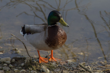 germano reale maschio