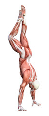 3D Rendering Male Anatomy Figure on White