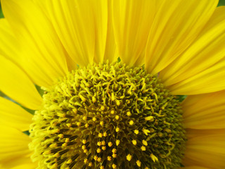 Flower of sunflower