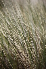 Close up of beach grass at Booti Booti Beach, Port Stephens, NSW, Australia.