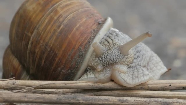 Snail is crossing the street