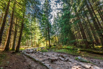 Forest in Tatra mountains at sunrise, Poland