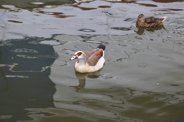 Ducks by the river