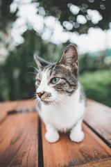 Beautiful Stray Cat on a bench at the park