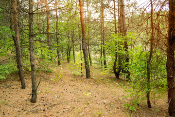 view on fresh pine forest close up