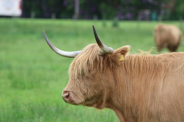 Highland coo 