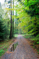 Fototapeta premium Amazing autumn in the forest full of leaves, Europe