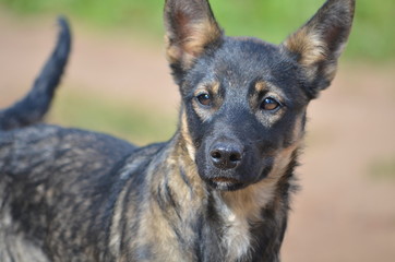  A dog carefully assessing the situation