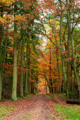 Obraz premium Sunny autumn in the forest full of color leaves, Poland