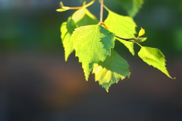 the tree leaves