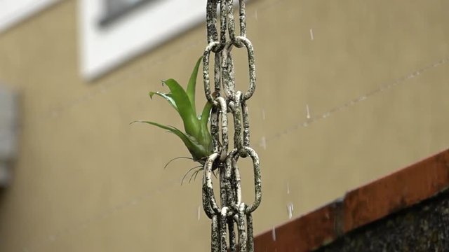 Brom&eacute;lia na corrente da calha de chuva