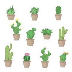 Cactus and successful in pots. Set. Vector illustration