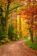 Fototapeta na wymiar Beautiful path in the autumn forest, Europe