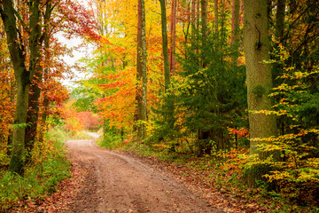Amazing green and yellow forest in the fall, Poland