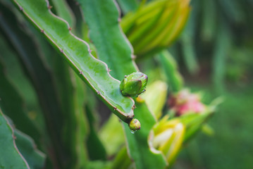 Dragon fruit on plant