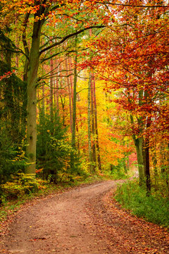 Fototapeta Beautiful path in the autumn forest, Europe