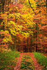 Beautiful forest full fo leaves in the fall, Poland