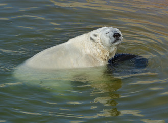 Happy young polar bear in water with car tire. Finnish Lapland