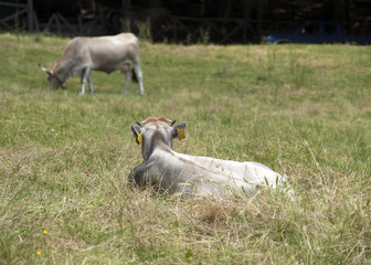 Obraz na płótnie Canvas cows grazing on a lush green lawn,