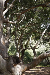 Eucalyptus tree forest, Port Stephens, NSW, Australia