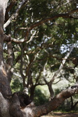 Fototapeta na wymiar Eucalyptus tree forest, Port Stephens, NSW, Australia