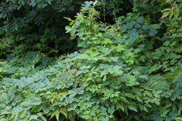 The lower tier of the forest.
