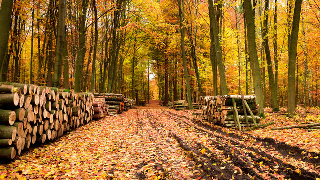 Fototapeta Path in the forest between cut trees in Poland