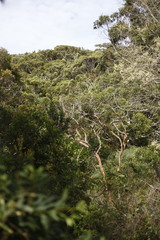 Eucalyptus tree forest, Port Stephens, NSW, Australia