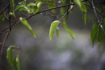 Wet eucalyptus tree leaves after rain, Port Stephens, NSW, Australia