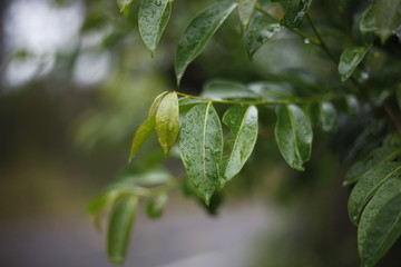 Fototapeta na wymiar Wet eucalyptus tree leaves after rain, Port Stephens, NSW, Australia