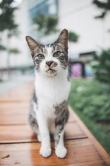 Naklejka na ściany i meble Beautiful Stray Cat on a bench at the park