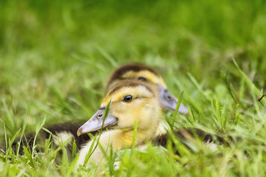 Two little duckes on the grass