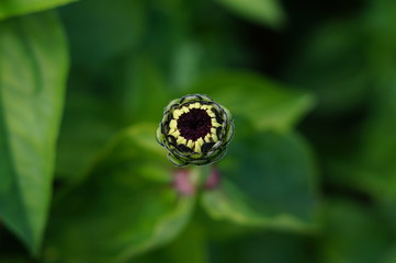 Zinnia bud