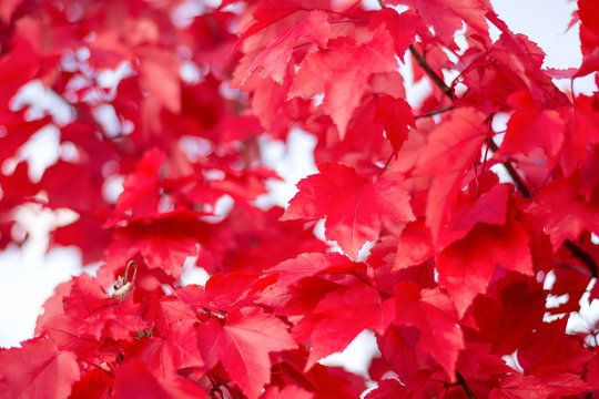 Close up red maple leaves