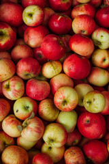 apples from apron to cardboard box. 