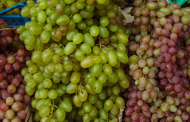  bunch of grapes at harvest 
