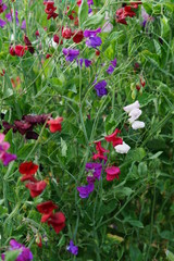 Fototapeta premium Sweet Pea
