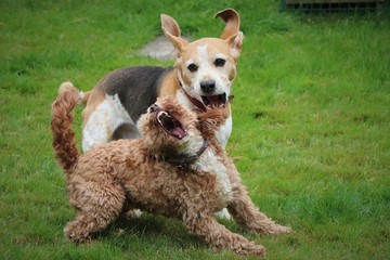 Play fighting dogs