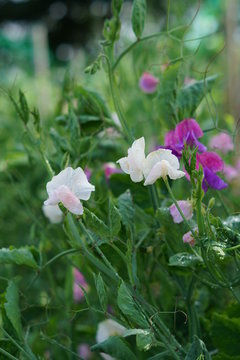 Sweet Pea