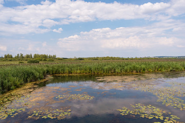 Federsee, Ried in Bad Buchau