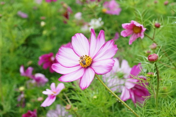 Obraz premium Cosmos and bee