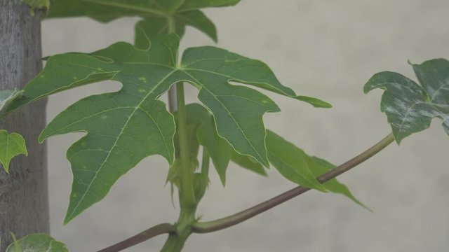 Folha do mam&atilde;o papaya
