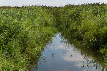Federsee, Ried in Bad Buchau