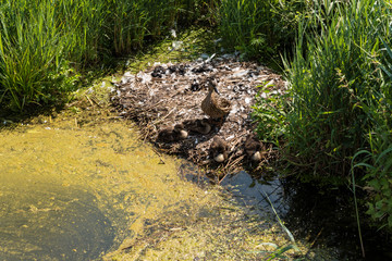 Federsee, Ried in Bad Buchau